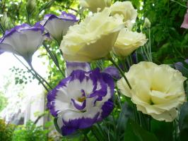 Eustoma: hvordan man dyrker "Irish Rose" på egen hånd