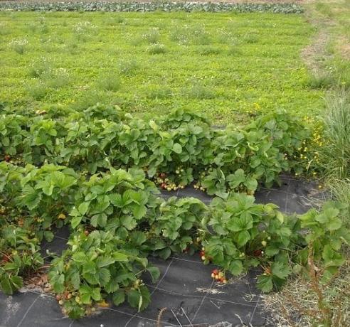 Ansøgning Spunbond når voksende jordbær