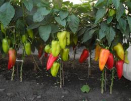 Høsten vil være større, hvilket gør beskæring peber kimplanter
