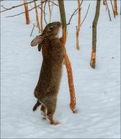 INGEN gnavere: Protect haven træer fra kaniner og mus