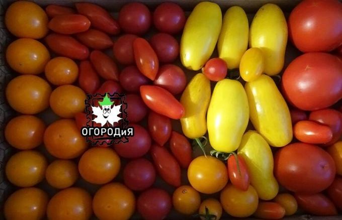 Mine urozhaychik tomater i slutningen af ​​juli :)