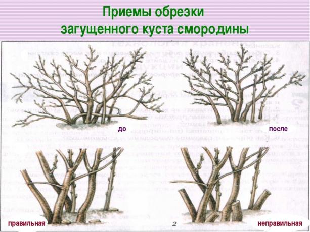 Skær ned de gamle grene ved roden! ( https://fs00.infourok.ru/images/doc/141/163702/img17.jpg)