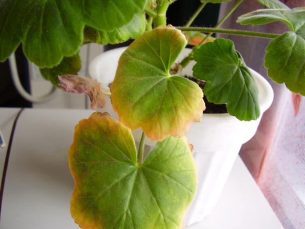 Geranium - bare ikke den stueplante, der kan lide tør luft