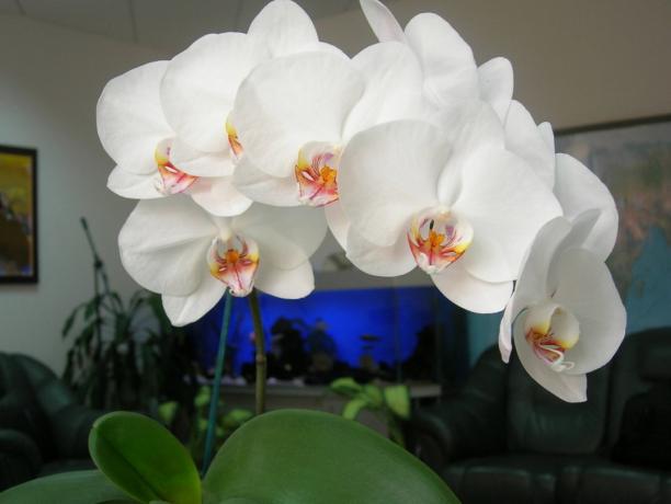 Phalaenopsis - en stilfuld dekoration til huset (foto til en artikel taget fra internettet)