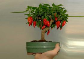 Hvordan til at vokse på en vindueskarm lang chilipebre