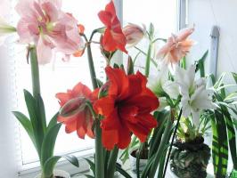 10 regler, som gør Hippeastrum smukke flor. nyttige tips