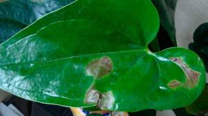 Mørke pletter på bladene af stueplanter: hvordan at fastslå årsagen og gemme blomsten