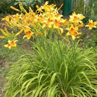 Der er et frit område i haven? Hvorfor skal jeg anbefale at plante daylily "dovne" blomsterhandler