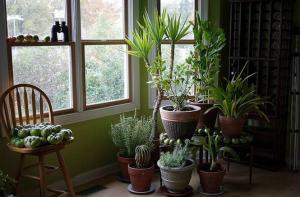 5 tropiske hus planter, der kræver lidt eller ingen vedligeholdelse
