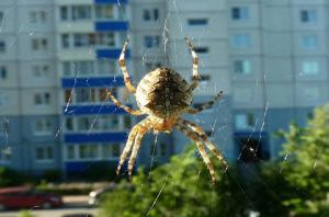 Hvorfor kan ikke røre ved edderkopper, der lever i dit hjem.