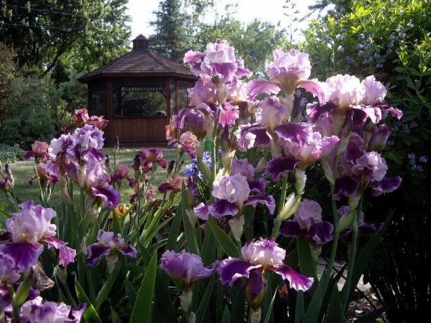I Rusland er iris kaldes iris i mennesker, og i nabolandet Ukraine - Pivnik, jeg gennemsnitlig pik