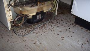 Hvordan at ødelægge kakerlakker i huset for evigt