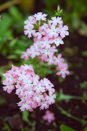 Gentle "Drummond" på min blomsterbed