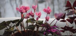 3 almindelige fejl i omsorgen for pottede blomster vinter