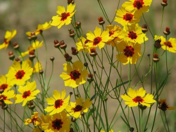 Coreopsis kortfattet udgave: enkel og smagfuld