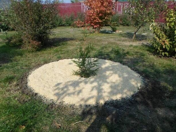 Det er, hvordan du kan zamulchirovat plantet træ eller en busk med savsmuld