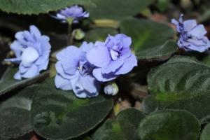 4 bedste fodring til blomstrende violer cap