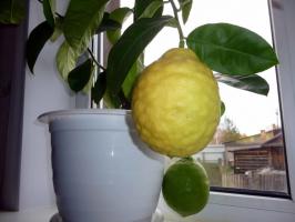 At vælge en passende hjem for en bred vifte af citroner korrekt