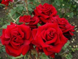 5 trin omhyggelig forberedelse af roser i haven til vinter frost og i august