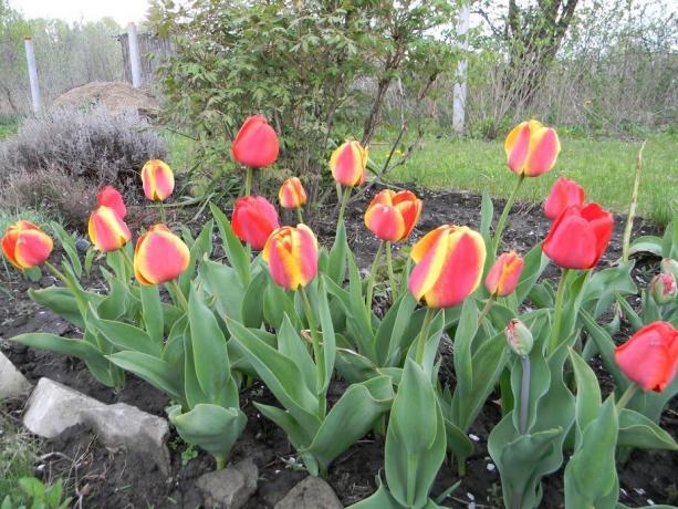 Kan du lide at bi-farvede tulipaner?