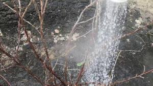 Vanding buske i haven af ​​kogende vand vil ikke efterlade en chance for at skadedyr