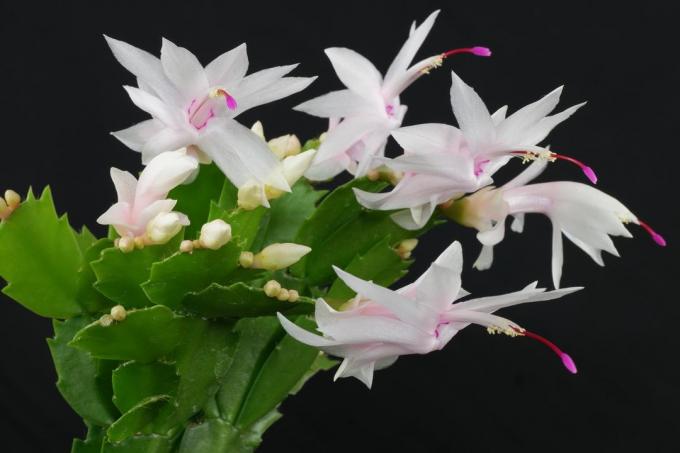 Blooming hvid og lyserød Decembrist.