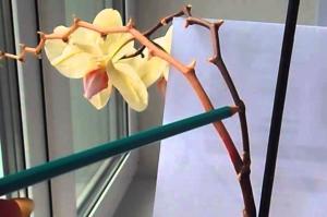 Sådan trimme orkidé efter blomstring, og om