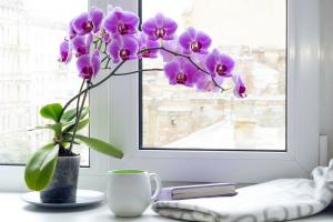 Folk varsler om phalaenopsis orkideer: det bringer ind i huset? Betydning af farver