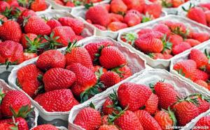 Et par tricks, der vil øge jordbær høst op til 4 kg. busk