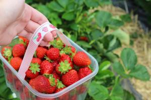 Mange overskæg og bær ikke: hvordan man kan påvirke de jordbær
