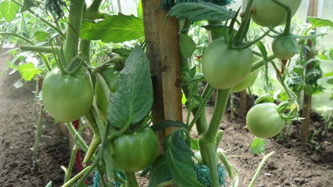 bush tomater skal være godt ventileret og belyst