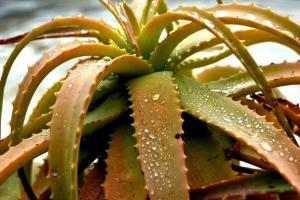 Hjælpe foretrukne planter: hvorfor gul aloe og hvad de skal gøre