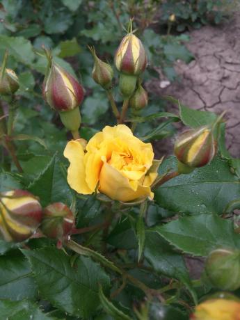 Min favorit gul rose i haven har brug for ly