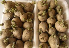 April - begynder at spire kartofler til at producere et højt udbytte.