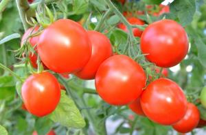 2 gange mere søde tomater! Simple folkemusik dressing
