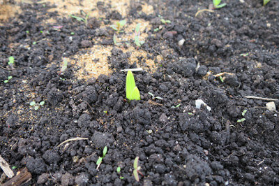 Gladiolus vokser hurtigt: i sommertiden til vymahal til misundelsesværdig proportioner! Foto: blogspot.com