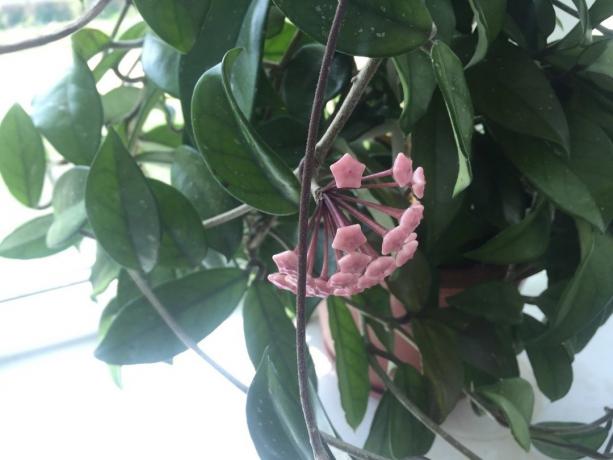 Ny Hoya knopper dannes efter fodring din stueplanter ricinusolie