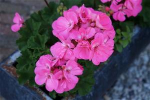 Ønsker frodige pelargonier uden problemer? Et par dråber af jod og elegant plante er garanteret