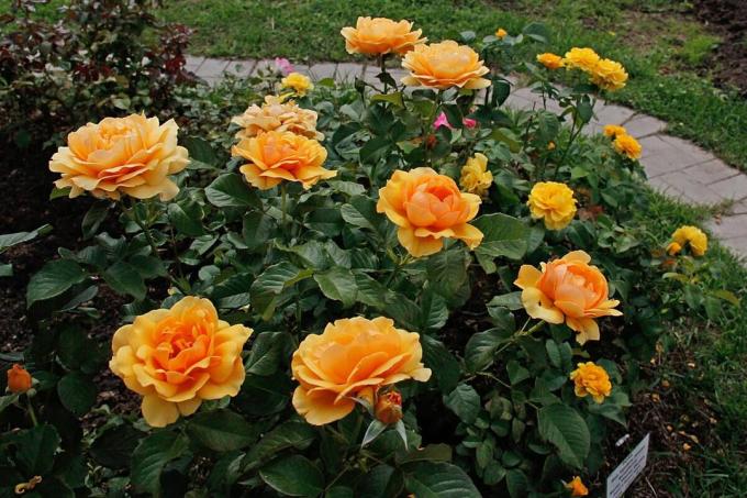 Floribunda Amber Queen - rav farve. Godt vokser i koldt klima. Foto: Alena-blomster