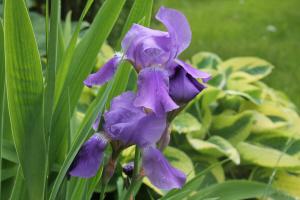 Hvordan til at passe iris i haven efter blomstring + plante sundhedskriterier
