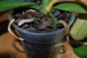 Hvad hvis orkidé rødder fik ud af potten