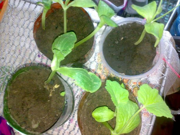græskar kimplanter
