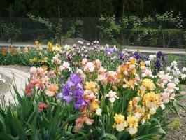 Forår - en tid til at huske de iris (Iris) i landet: 7 værdifulde tips