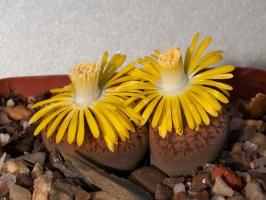 Lithops: nuancerne i vokser fra frø derhjemme