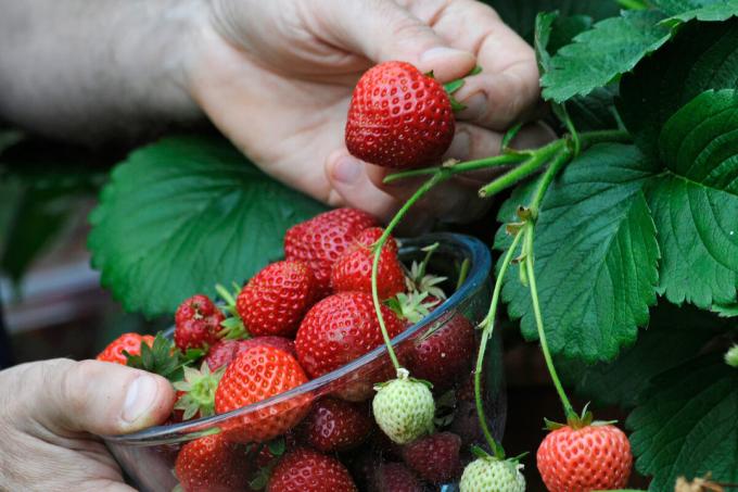"Sultende" jordbær giver ikke rigelige afgrøder