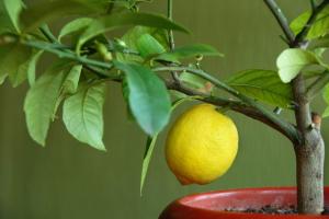 Hvordan til at fremskynde blomstring citrus. hemmeligheder af de professionelle