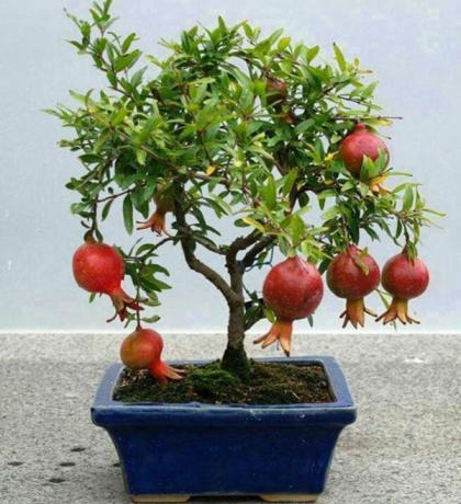 Granatæble er egnet til dyrkning af bonsai teknik