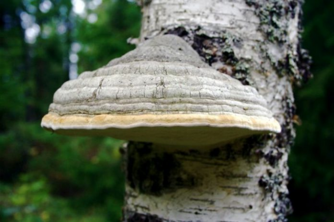 Polypore normalt vokser på birketræer og poppel