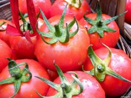 Mistake at mange gartnere, når voksende tomater.