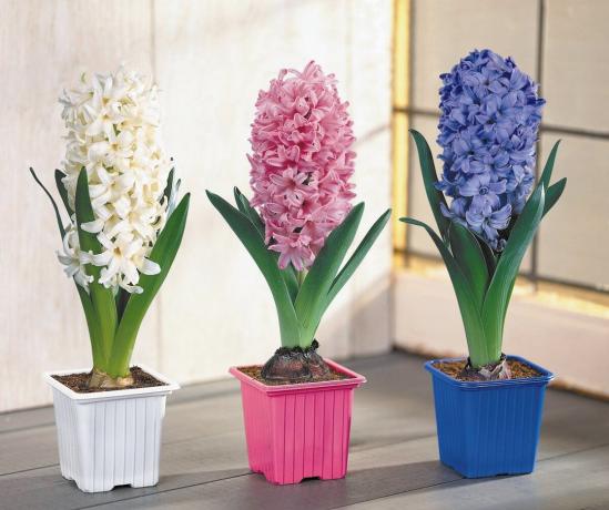 Hyacinth - et af symbolerne var kommet forår! se: http://www.xcom-hobby.ru